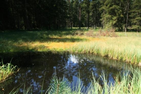 Přírodní rezervace Jezírka u Rozvadova 2