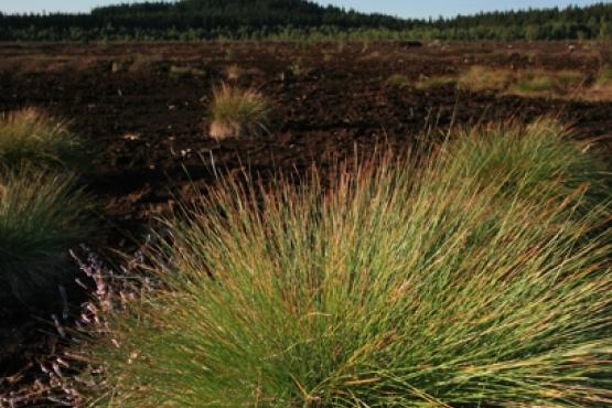 Krásenské rašeliniště