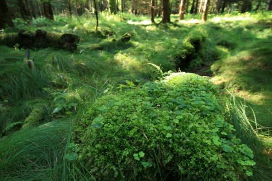 Přírodní rezervace Křížový kámen