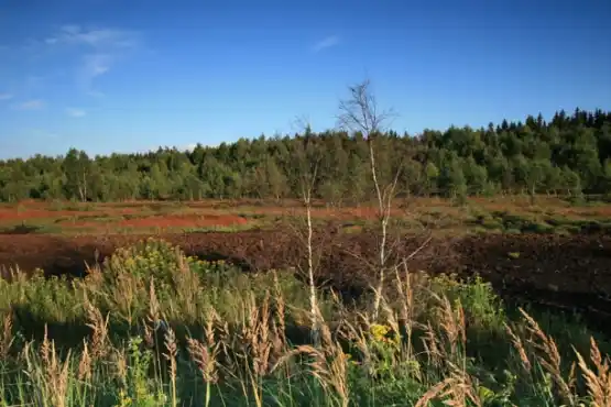 Krásenské rašeliniště 2