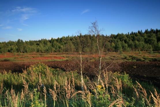 Krásenské rašeliniště 2