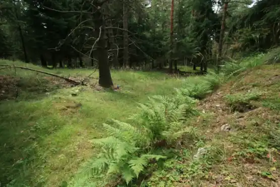 Národní přírodní rezervace Pluhův bor 2
