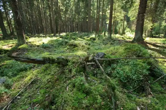 Přírodní rezervace Křížový kámen 2