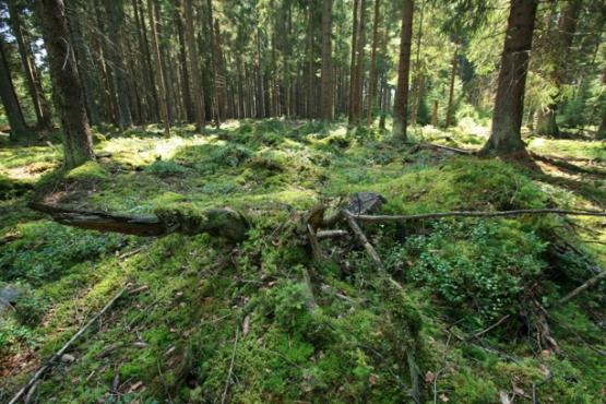 Přírodní rezervace Křížový kámen 2