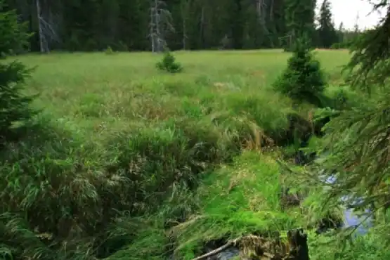 Přírodní rezervace Malé jeřábí jezero