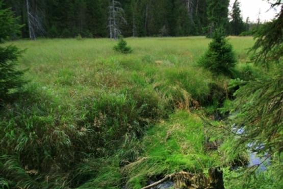 Přírodní rezervace Malé jeřábí jezero
