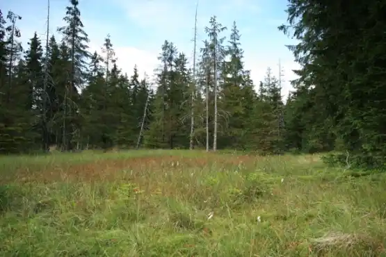 Přírodní rezervace Malé jeřábí jezero 2