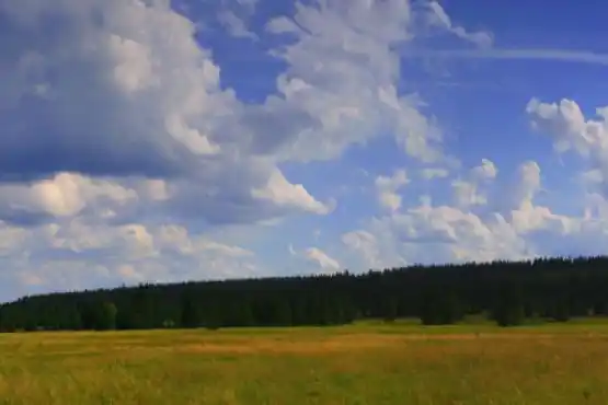 Přírodní památka Přebuzské vřesoviště 2