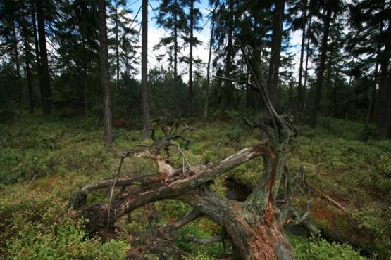 Přírodní rezervace Oceán