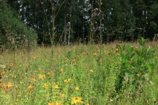 Přírodní památka Maršovy Chody