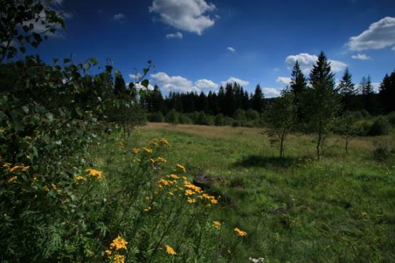 Národní přírodní památka Na požárech