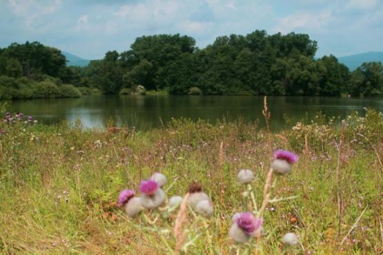 Přírodní rezervace Ostrovské rybníky 2