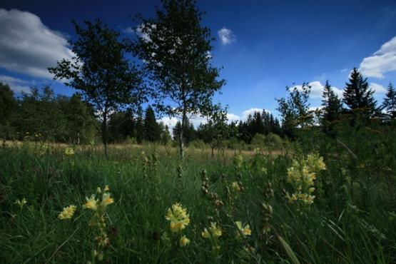 Národní přírodní památka Na požárech 2