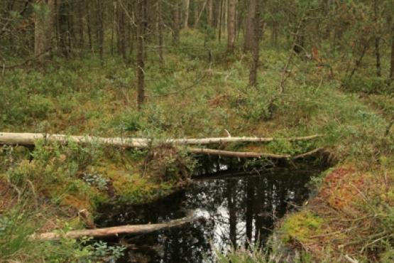 Přírodní rezervace Podkovák