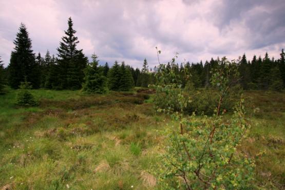 Národní přírodní rezervace Božidarské rašeliniště
