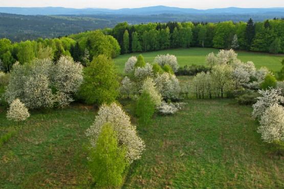 Rozhledna Milíře u Rozvadova - jižní výhled na Český les