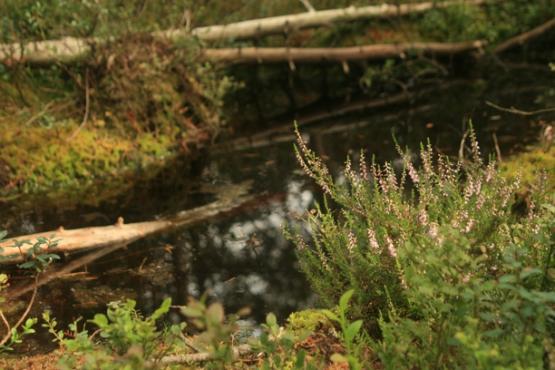 Přírodní rezervace Podkovák 2