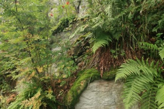 Přírodní rezervace Olšová vrata (Šemnická skála)