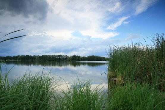 Přírodní rezervace Tisovské rybníky