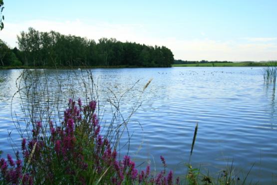 Přírodní rezervace Tisovské rybníky 2