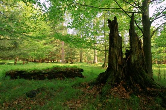 Přírodní rezervace Diana