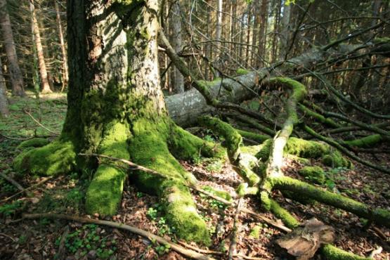 Přírodní rezervace Diana 2