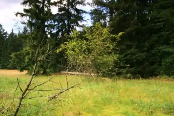 Přírodní rezervace Farské bažiny