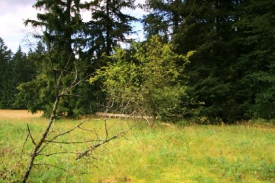 Přírodní rezervace Farské bažiny