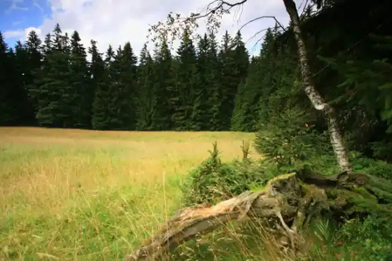 Přírodní rezervace Farské bažiny 2