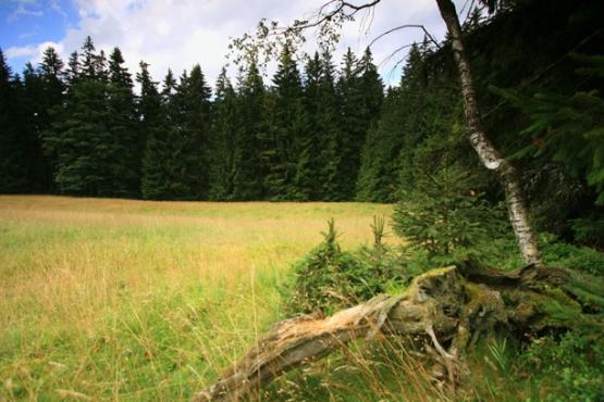 Přírodní rezervace Farské bažiny 2