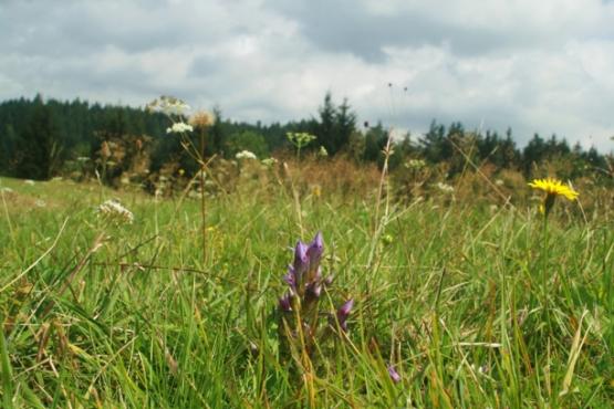 Přírodní památka Hořečková pastvina na Pile