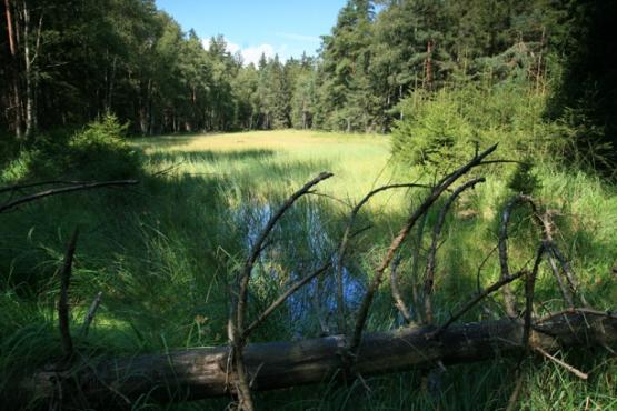 Přírodní rezervace Jezírka u Rozvadova