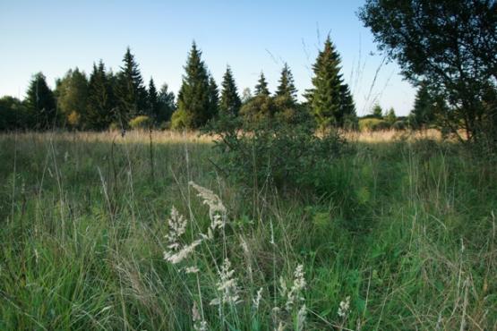 Přírodní rezervace Mokřady pod Vlčkem 2