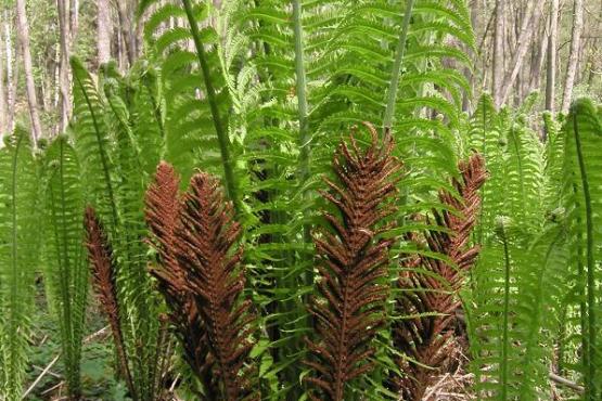 PP Pod Šipínem Pérovník pštros