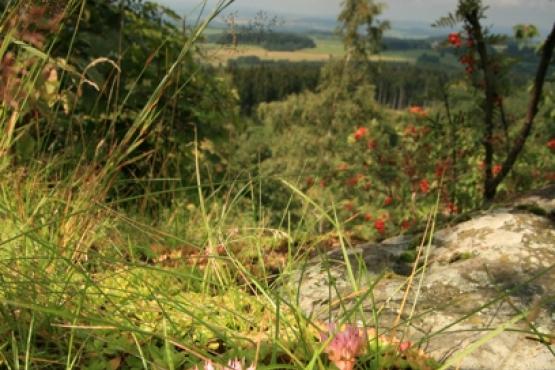 Přírodní rezervace Podhorní vrch