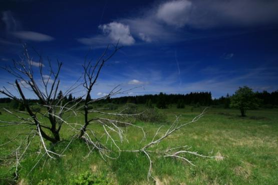Národní přírodní památka Upolínová louka pod Křížky