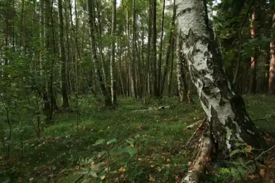 Přírodní rezervace Děvín 2