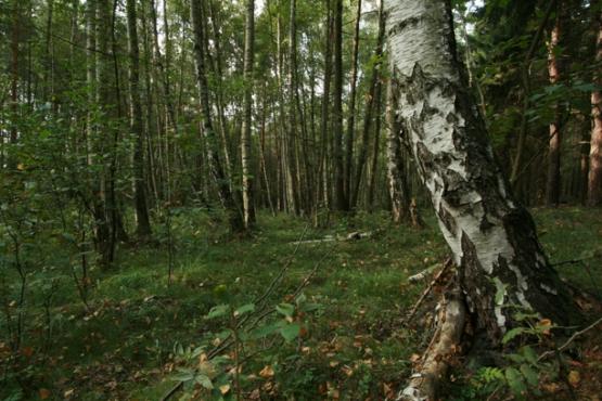 Přírodní rezervace Děvín 2