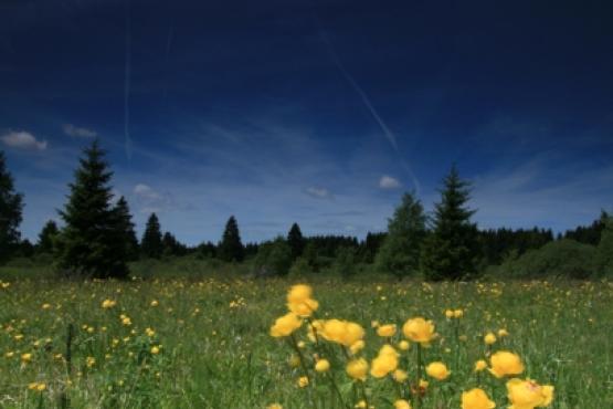 Národní přírodní památka Upolínová louka pod Křížky 2
