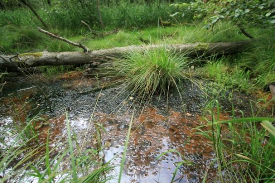 Přírodní památka Sirňák 2
