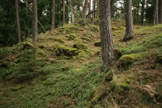 Přírodní rezervace Planý vrch