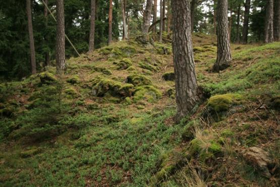 Přírodní rezervace Planý vrch