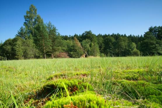 Přírodní rezervace Hamrnický mokřad 2