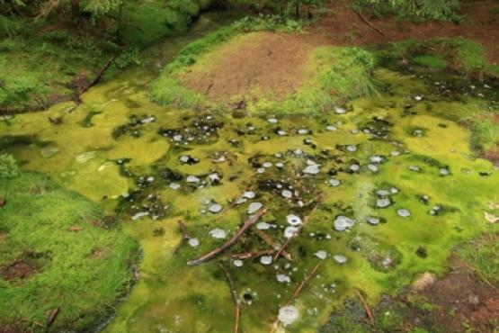 Přírodní rezervace Smraďoch