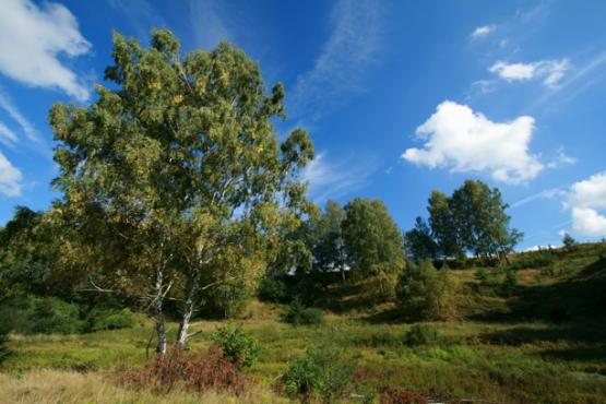Přírodní rezervace Stráň u Dubiny
