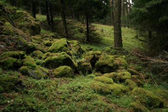 Přírodní rezervace Planý vrch 2