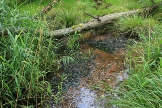 Přírodní památka Sirňák