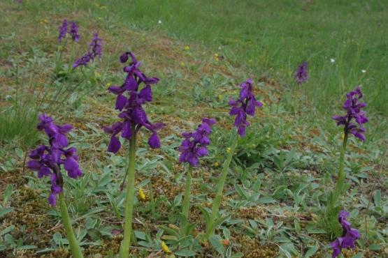 NPP Komorní hůrka Vstavač kukačka