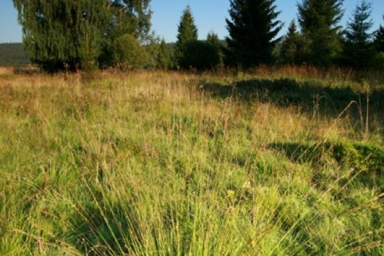 Přírodní rezervace Mokřady pod Vlčkem