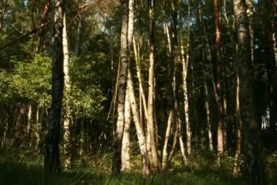 Přírodní rezervace Děvín